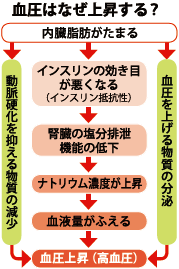 血圧はなぜ上昇する?