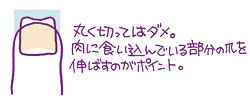 丸く切ってはダメ。肉に食い込んでいる部分の爪を伸ばすのがポイント