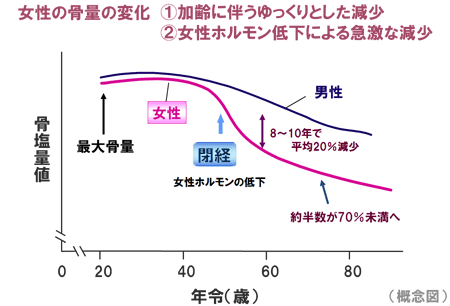 女性の骨量の変化グラフ