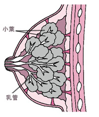 乳房の構造