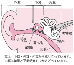 耳のしくみ