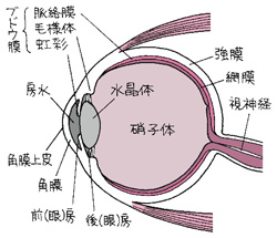 目のしくみ