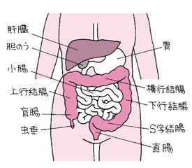 大腸がん 結腸がん 直腸がん 体の病気 消化器 胃 腸 肛門 病気 トラブル辞典 Wellness プラスウェルネス