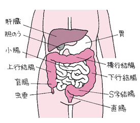 人体の内臓（消化器）