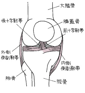 膝靭帯のしくみ