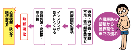 内臓脂肪の蓄積から動脈硬化までの流れ