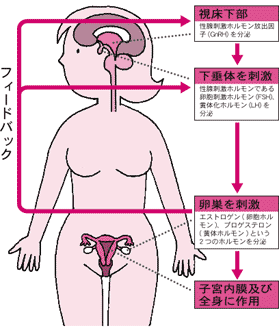 女性ホルモン分泌のしくみ